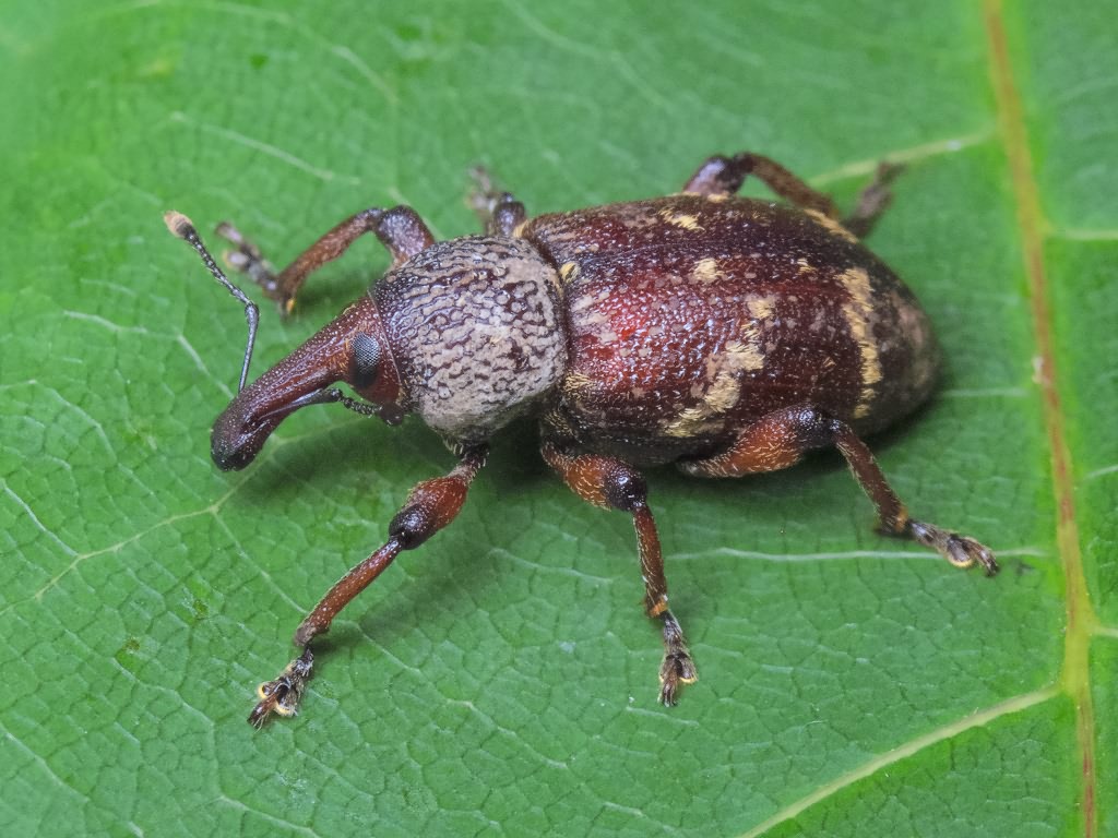 Hylobius transversovittatus (Goeze, 1777)
